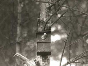 Hohltaube (Columba oenas L.) verläßt den Nistkasten