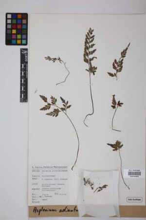 Asplenium adiantum-nigrum L.