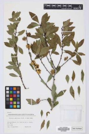 Maytenus umbellata (R. Br.) D.J. Mabberley