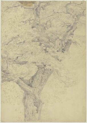 Baum