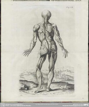 Fig. IX
