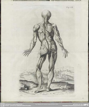 Fig. IX