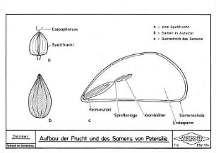 Aufbau der Frucht und des Samens von Petersilie