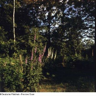 Roter Fingerhut (Digitalis purpurea) und Großblütiger (Blasser) Fingerhut (Digitalis grandiflora). Blühender Bestand im Laubwald