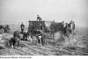 Kartoffelernte. Kartoffelleser und Pferdefuhrwerk