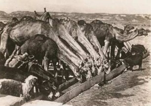 Dromedare (Camelus dromedarius) trinkend. Bethlehem