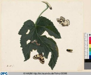 Zwei Schmetterlinge, eine Raupe und eine Larve und ein angefressenes Blatt