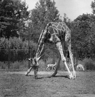 Zootiere. Giraffe