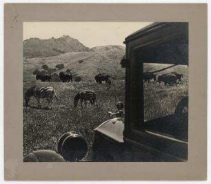 Erich Salomon zu Gast bei William Randolph Hearst, privater Zoo, San Simeon, Kalifornien