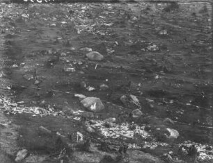 Gerodeter Wald und Findlinge : Blick über eine gerodete Waldfläche mit Findlingen