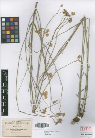 Baccharis potosina Gray