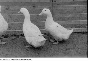 Enten in einem Gehege