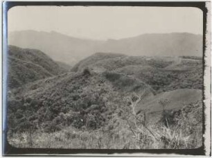 Urwald in der Gegend von Michiplaya östlich von Mapiri