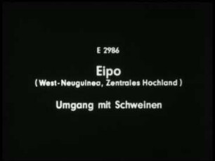 Eipo (West-Neuguinea, Zentrales Hochland) - Umgang mit Schweinen