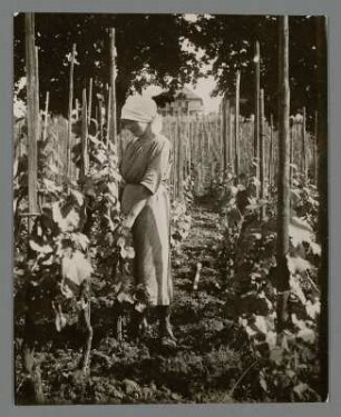 Winzermädchen beim Rankenbinden im rheinischen Weinberg bei Rüdesheim : Bei Rüdesheim. In einem rheinischen Weinberg. Eine junge Winzerin bindet Ranken an die Weinstöcke