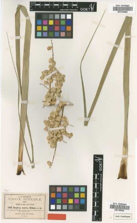 Dasylirion inermis S.Watson [type]