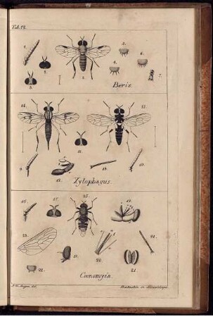 Th. 2,TAF: Systematische Beschreibung der bekannten Europäischen zweiflügeligen Insekten. Zweiter Theil, Taf