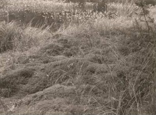 Dahlener Heide. Auteich westlich Schöna. Haarmoospolster