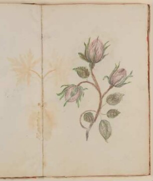 Rose [aus einem Skizzenbuch der Marianne Franziska Seiffert von Klettenberg]