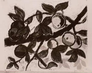 Äpfel
