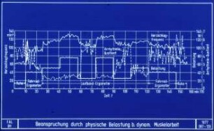 Beanspruchung durch physische Belastung bei dynamischer Muskelarbeit