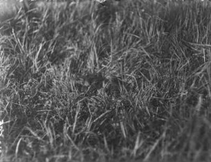Stockente : Junge Stockente (Anas plathyrhynchos Linnaeus) im Gras.