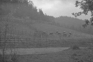 Keine Beschreibung [Schafe auf Weide]