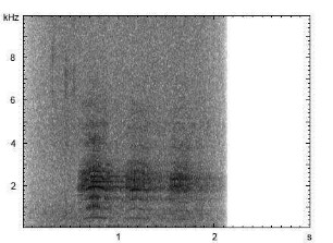 Stockente | Anas platyrhynchos - Ruf
