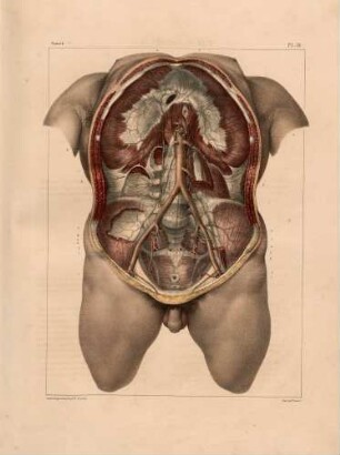 Abdominale Aorta und ihre Abschnitte