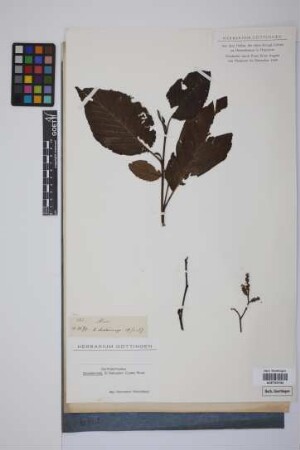 Alnus