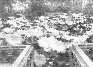 Glasnegativ von Lotusblumen in "Kiautschou"