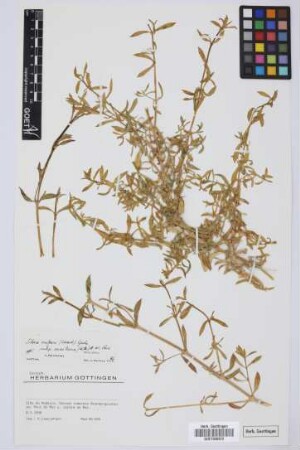 Silene vulgaris subsp. maritima Á. Löve & D. Löve