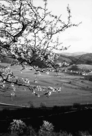 Wittnau: Blick gegen Sölden vom Hang des Schönbergs mit Blütenzweigen