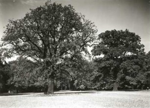 Dresden. Großer Garten. Gruppe starker Eichen zwischen Dammweg und Hauptallee. Blick nach Norden