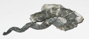 "Ammonit" Hyphanthoceras