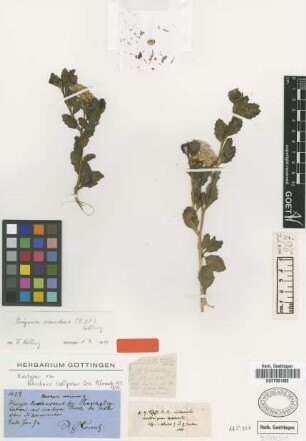 Baccharis calliprinos Griseb. [holotype]
