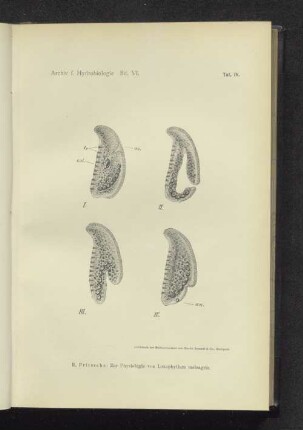 Taf IV. Die Copepoden der unterirdischen Gewässer.