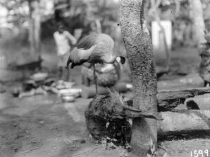 Ein Vogel : Ein Kronenkranich auf einem Baumstamm