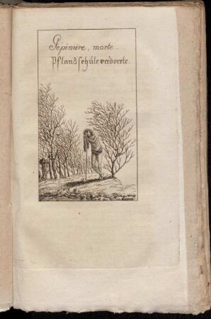 Pépiniére, morte. = Pflanzschule, verdorrte.