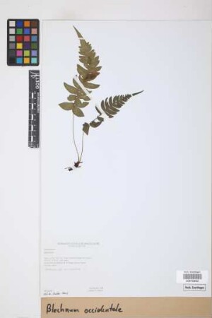 Blechnum occidentale L.