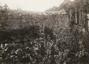Große Brennnesseln (Urtica dioica). Ansicht vor einer Natursteinmauer