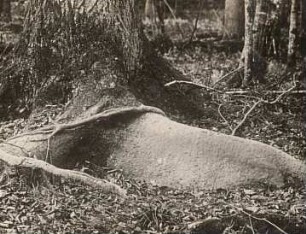 Bialowies (Bialowieza, Polska). Malbaum der Wildschweine