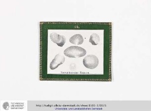 Blatt 24: Unregelmässige Kuppen