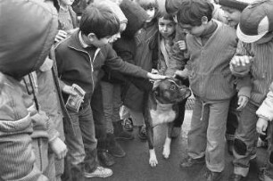 Lehrvorführung des Hundesportvereins Durlach 1910 e.V. für Schulkinder auf dem vereinseigenen Gelände