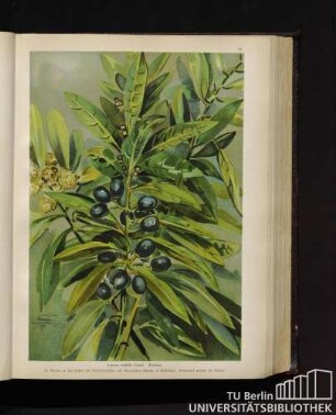 Laurus nobilis Linné. Lorbeer.