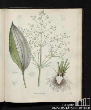 Alisma plantago.
