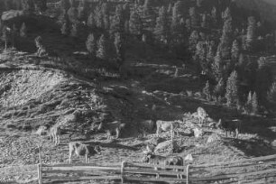 Kuhherde : Eine Kuhherde auf einer umzäunten Alm.