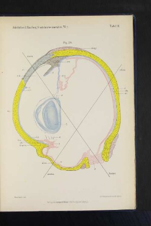 Jahrbücher d. Hamburg. Staatskrankenanstalten. VI. 2. Tafel IV.