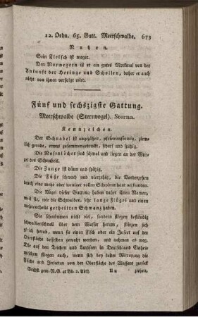 Fünf und sechzigste Gattung. Meeschwalbe(Sternvogel). Sterna.