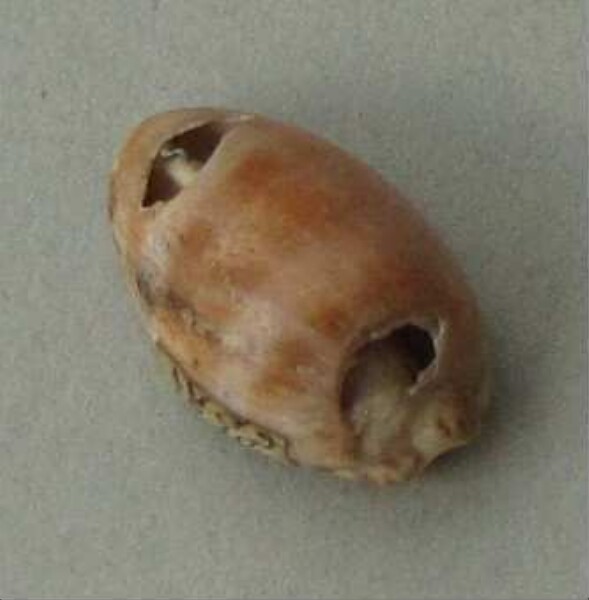 Snail shell as a pendant